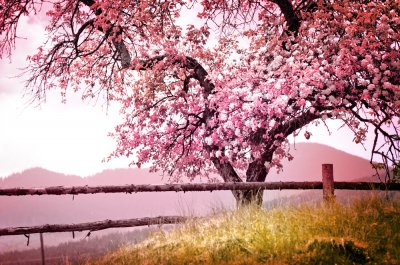 Tree with pink blooms and old fence.
