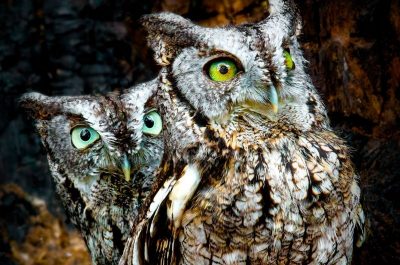 Two Owls