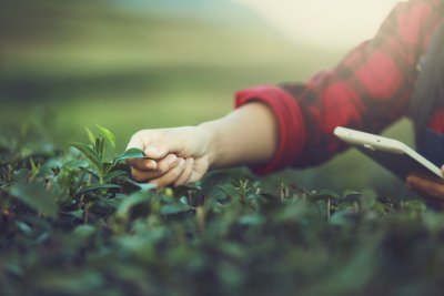 Farmers hands touching green crops