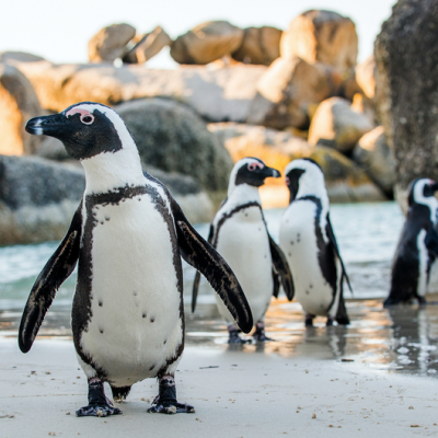 South African Penguins