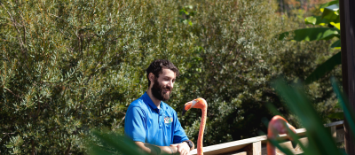 Davidson-Davie Zoo Science Student observes a flamingo while working at internship.