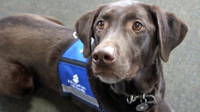 brown therapy dog