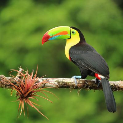 Close up of colorful keel-billed toucan bird