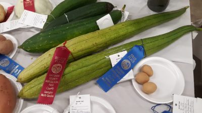 Plants and vegetables on table with award ribbons attached