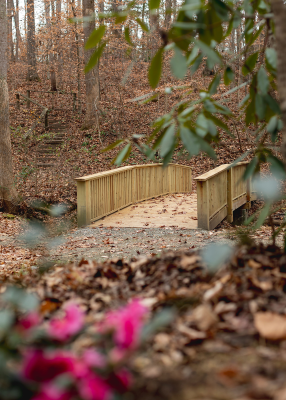 A wooden bridge in a forested area with dry leaves and distant steps amidst trees in an autumn setting.