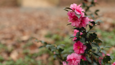 Branch with bright pink flowers and dark green leaves against a blurred earthy background.
