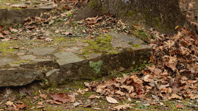 A stone pathway with moss leading up to a large tree trunk surrounded by fallen leaves.