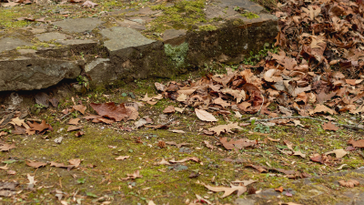 A stone pathway with moss leading up to a large tree trunk surrounded by fallen leaves.