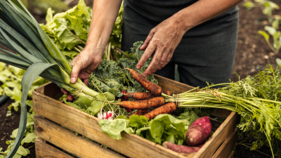 A wooden crate filled with freshly harvested vegetables, including leeks, carrots, radishes, and a sweet potato, with hands arranging them.